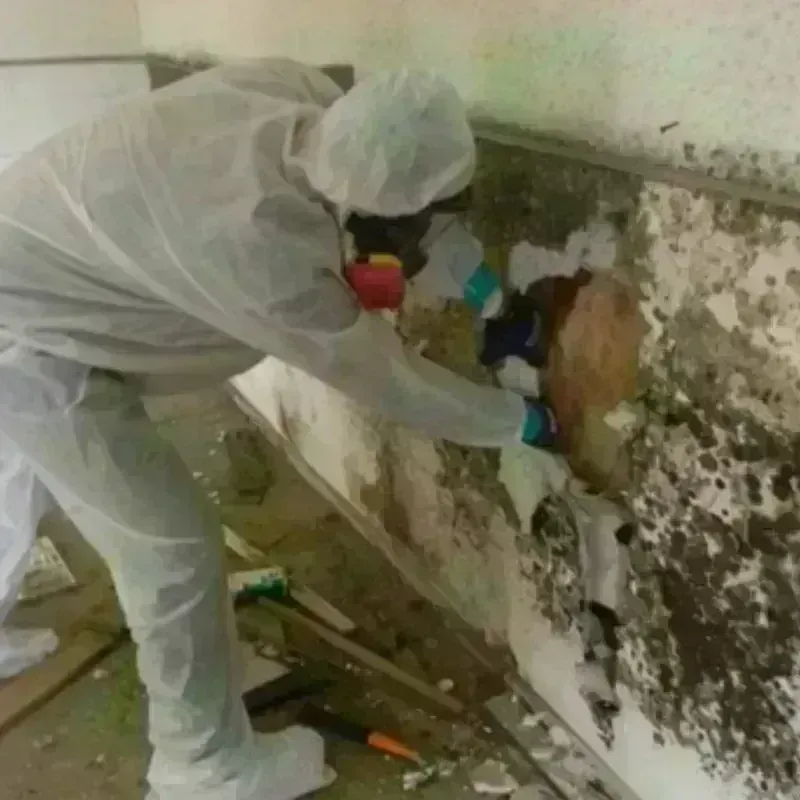 Mold Remediation and Removal in Lehighton, PA